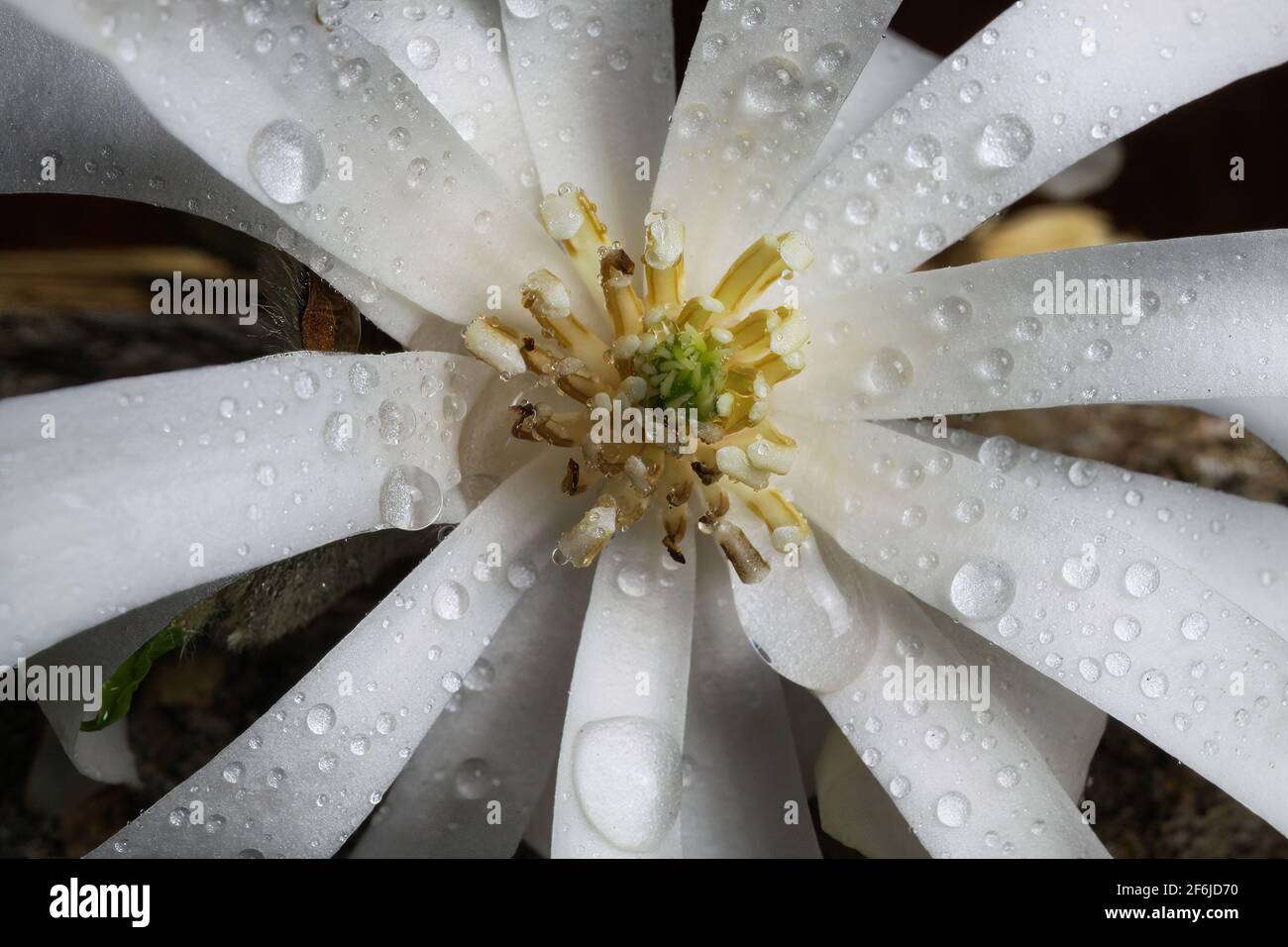 Makroaufnahme der weißen Blume (Magnolia stellatum) Stempeln und Staubgefäße mit weißen Blütenblättern mit Wassertropfen Stockfoto