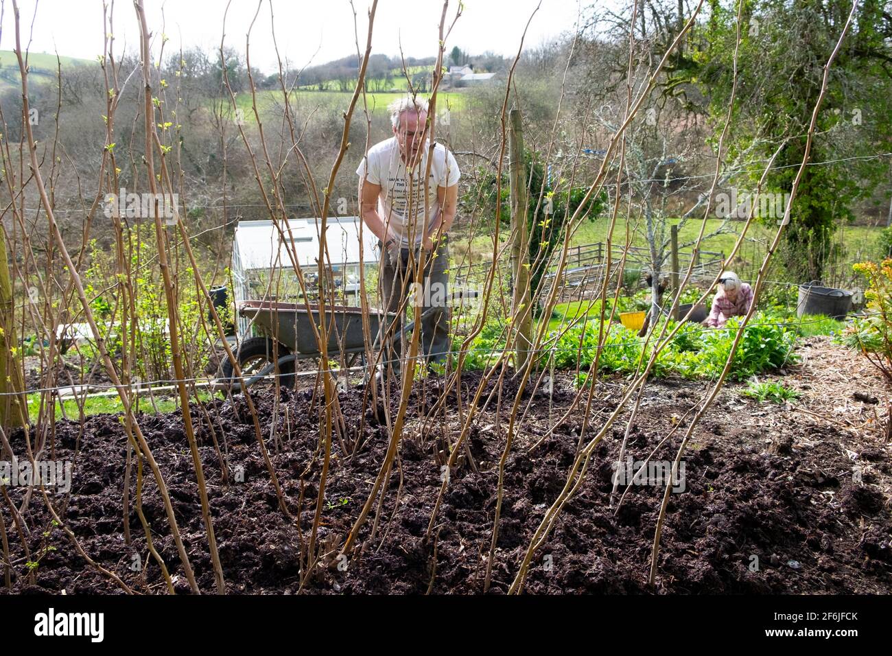 Älterer Mann, männlicher Gärtner, der Himbeerstöcke mit Kompost mulcht Mulch im Frühjahr April Garten Carmarthenshire Wales UK KATHY DEWITT Stockfoto