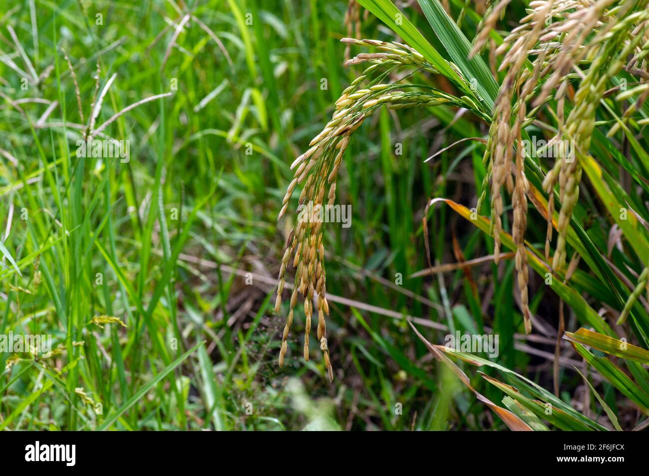 Reispflanze auf dem Feld, ausgewählter Fokus, natürlicher Hintergrund Stockfoto