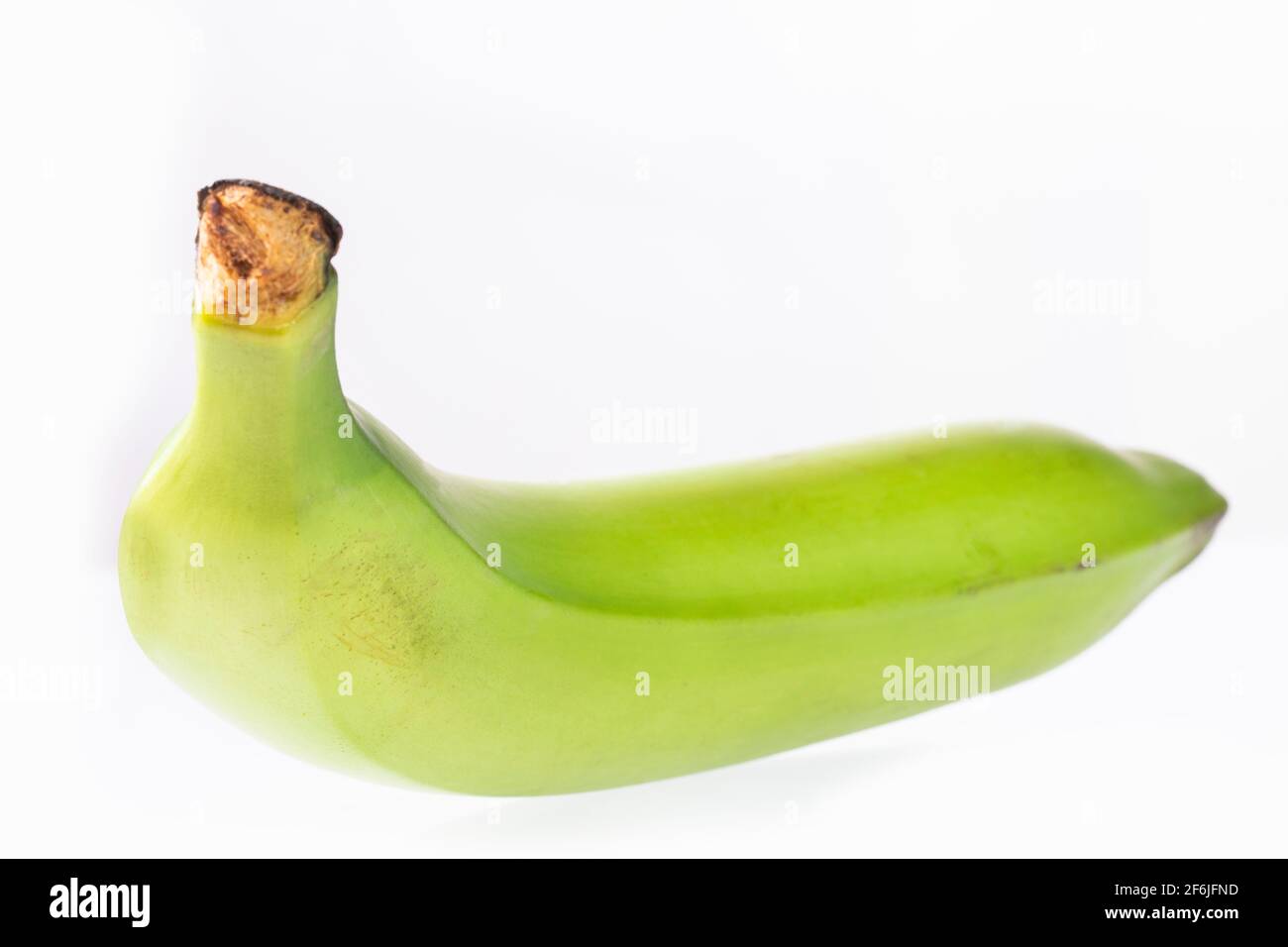 Grüne Bio-Banane - Musa x paradisiaca Stockfoto