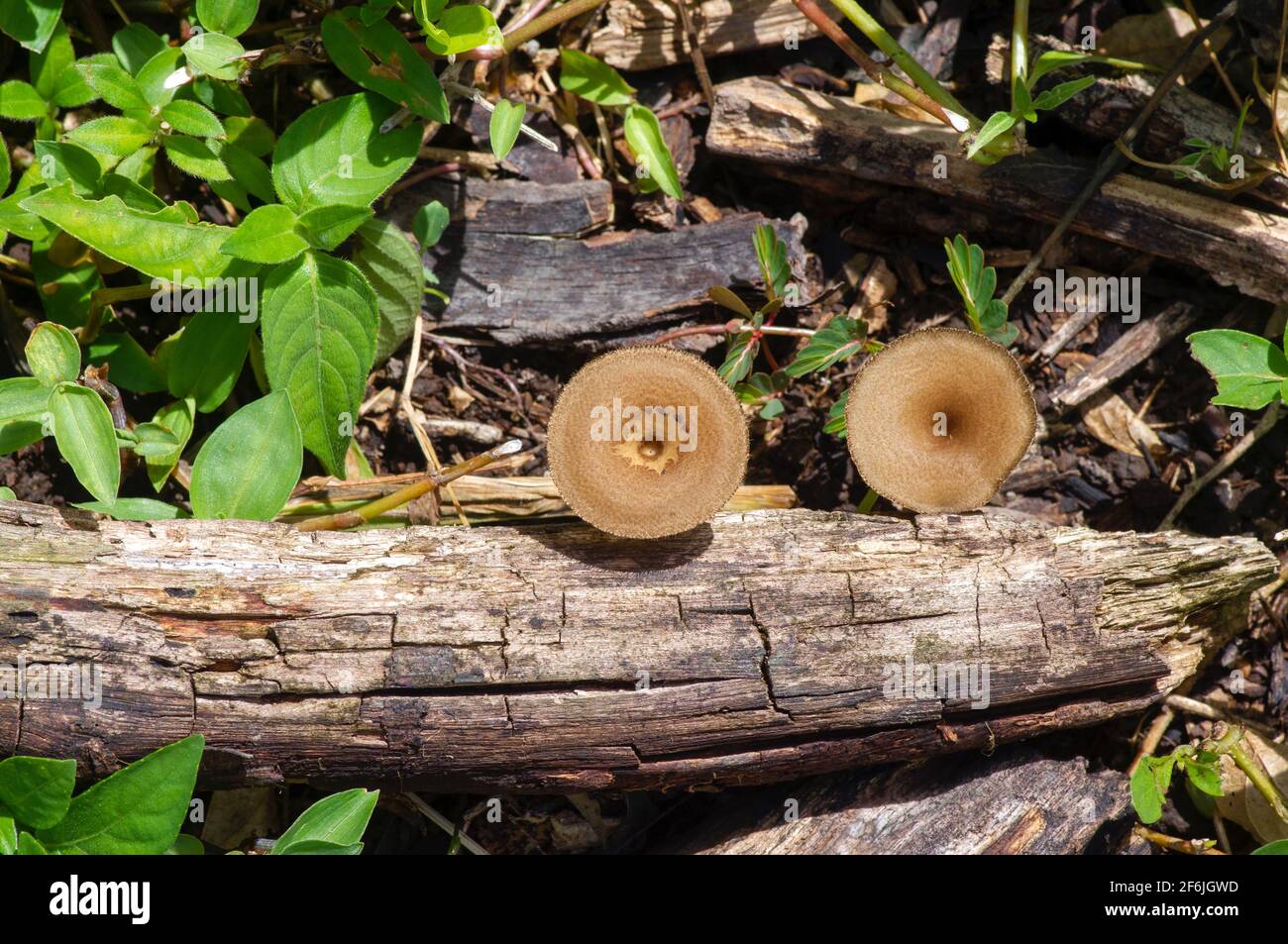 Runde braune Pilze, die aus einem toten Baumstamm wachsen, der liegt Auf dem Boden Stockfoto