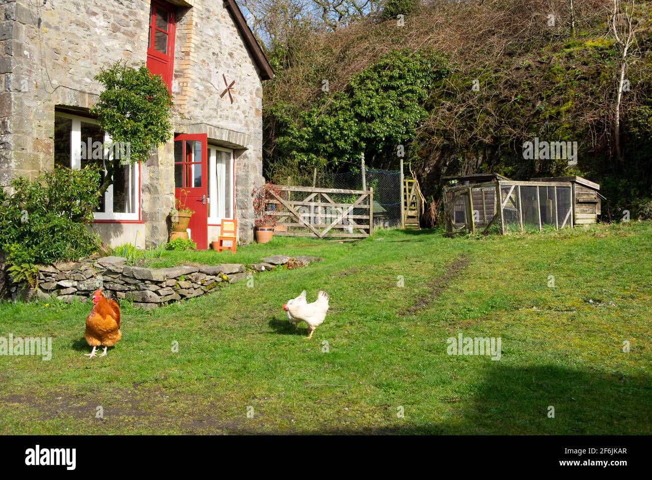 Hühner, Hahnhühner und Hühner, die auf einem kleinen Betrieb draußen frei herumlaufen Im Frühling Garten vor umgebauten Scheune Carmarthenshire Wales UK KATHY DEWITT Stockfoto