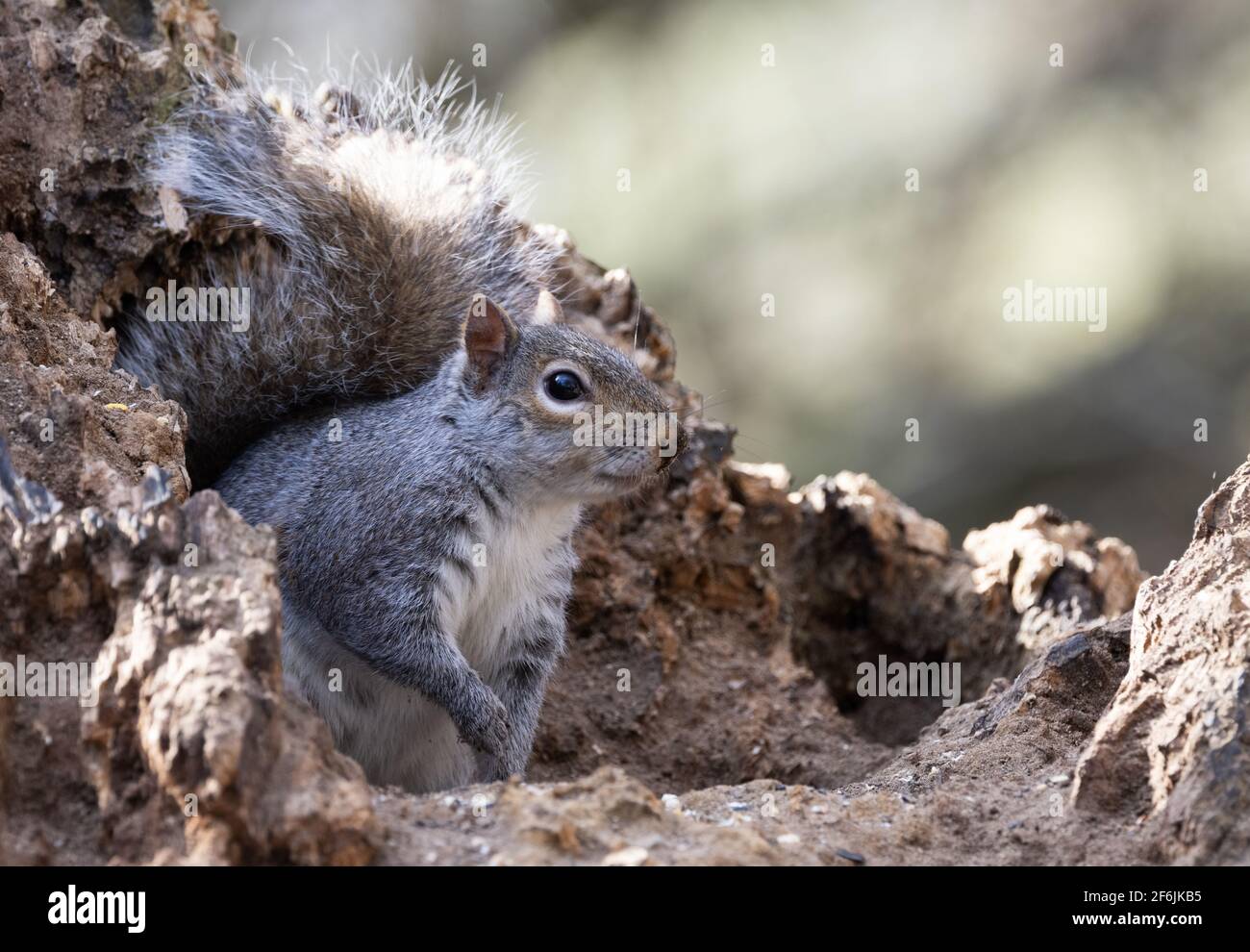 Grey Squirrel UK, auch bekannt als Eastern Grey Squirrel, Sciurus carolinensis, ein einzelnes Eichhörnchen in einem Baum in Wäldern, Lackford Lakes, Suffolk UK Stockfoto