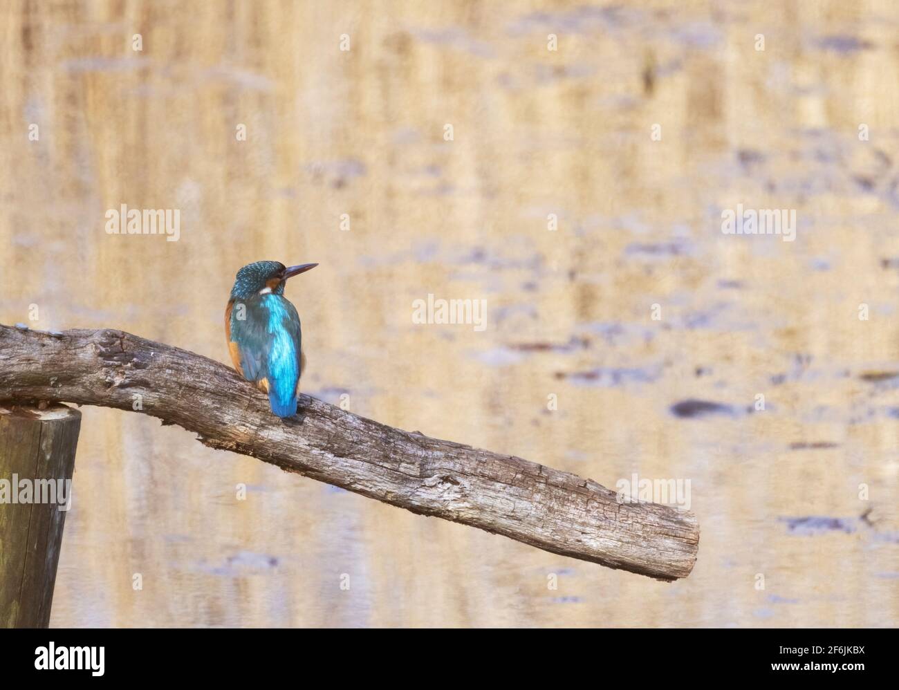 Kingfisher UK; ein gewöhnlicher Eisfischer alias Eurasischer Eisfischer, Alcedo atthis, der auf einem Posten über dem Wasser, Lackford Lakes Suffolk UK, thront Stockfoto