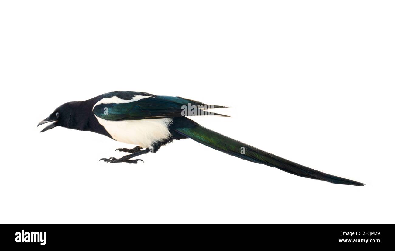 Europäische Elster (Pica pica) ist weit verbreitet. Überall hat es einen umfangreichen kulturellen Hintergrund: Diebische Elster, gesprächige Frau, Trägerin von Gossi Stockfoto