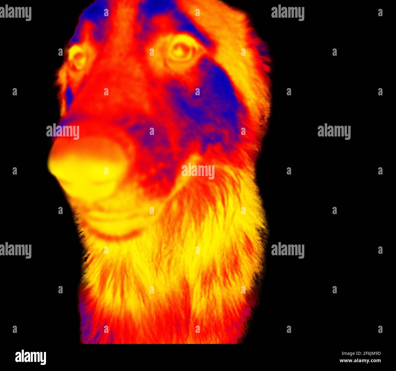 Portraits von Hunden. Scannen der Körpertemperatur des Tieres mit einer Wärmebildkamera Stockfoto