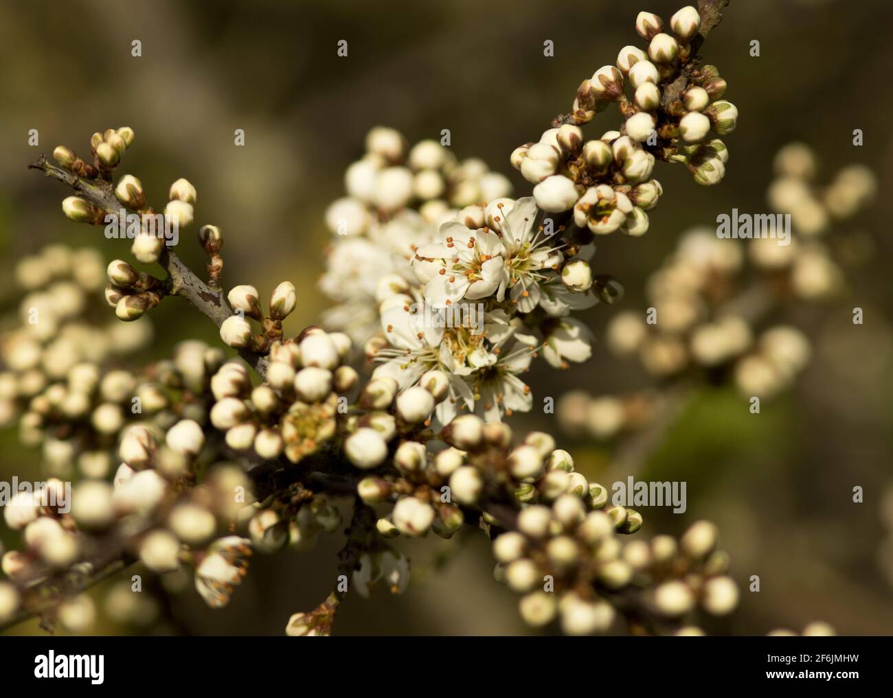 Die zarten Blüten des Schwarzdorns sprießen im frühen Frühjahr in Fülle hervor. Dichte Stände von undurchdringlichen Dornenschrubben werden mit Insekten lebendig Stockfoto