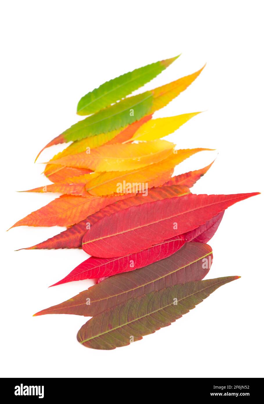 Bunte Herbst Blatt Hintergrund. Herbst Blätter Palette Stockfoto