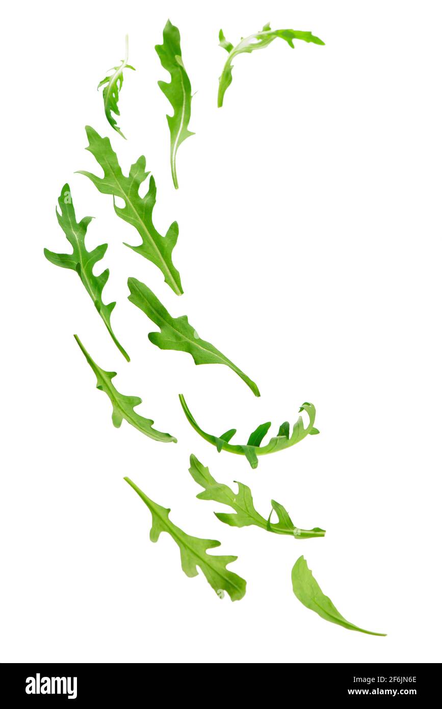 Rucola blatt Fotos und Bildmaterial in hoher Auflösung Alamy