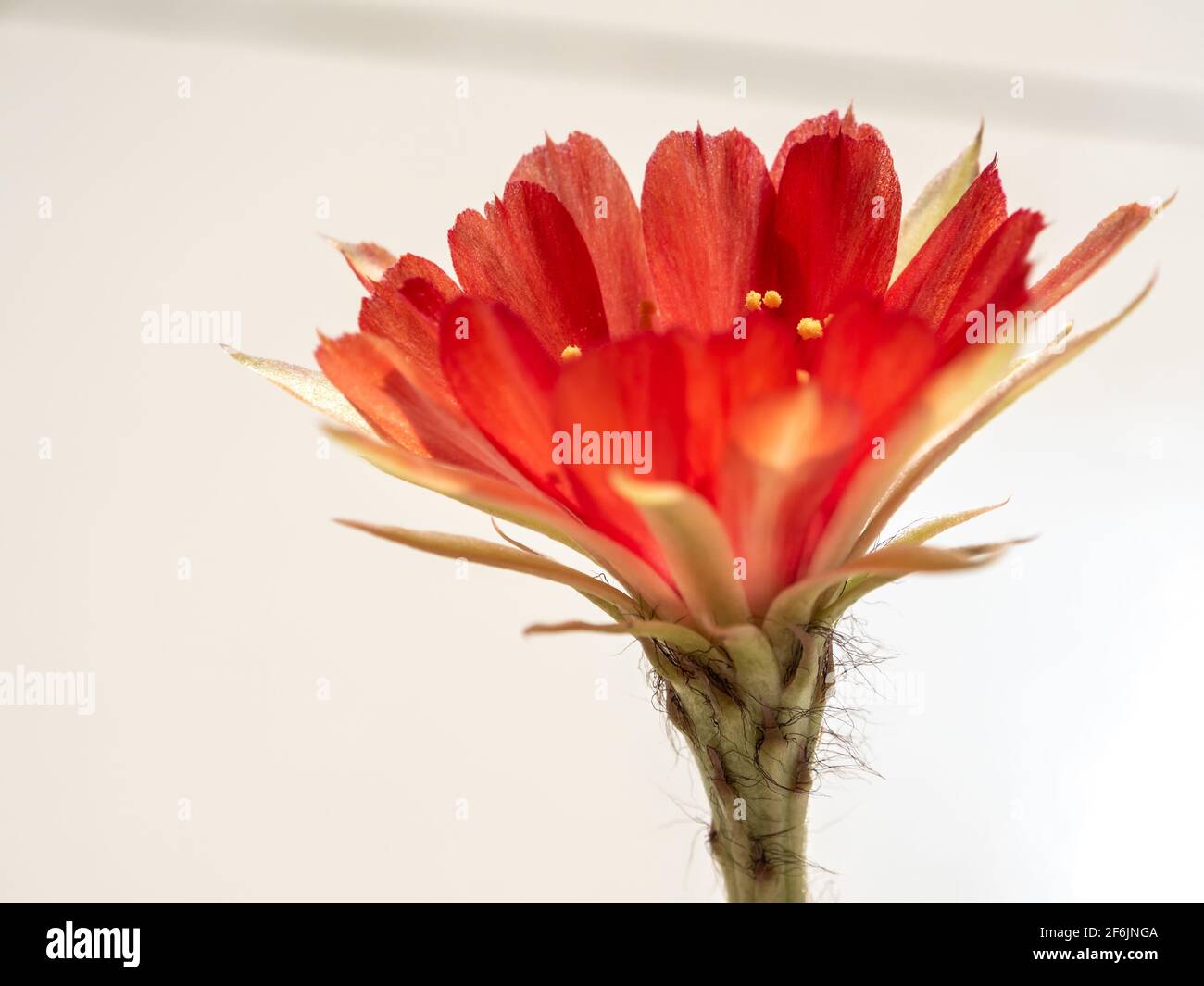 Flauschiger kaktus -Fotos und -Bildmaterial in hoher Auflsung  Alamy