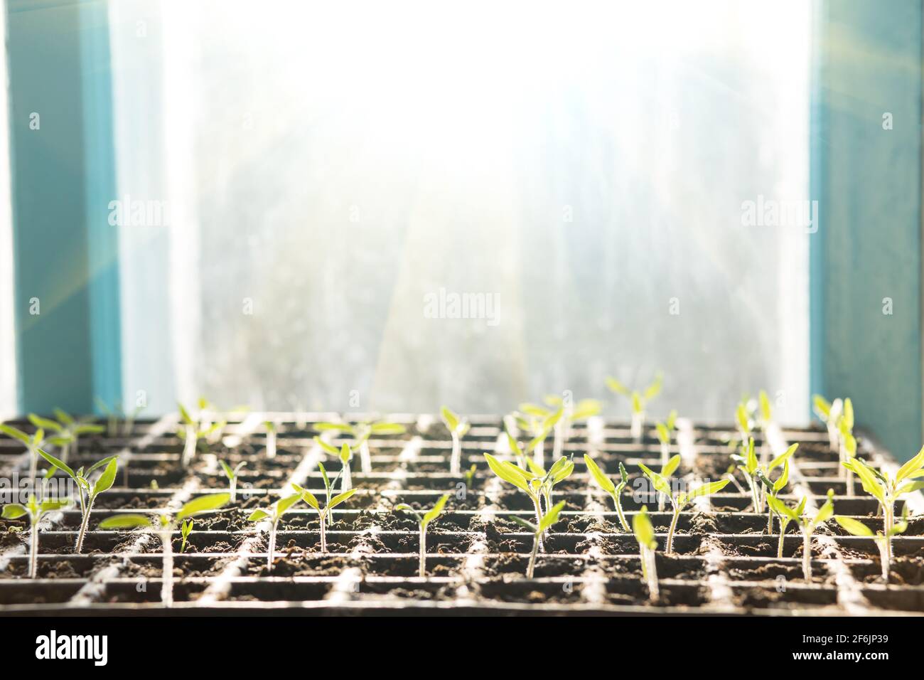 Sämlingkassette mit Tomatensprossen, Nahaufnahme auf einer Fensterbank, mit Sonnenlicht vom Fenster. Stockfoto