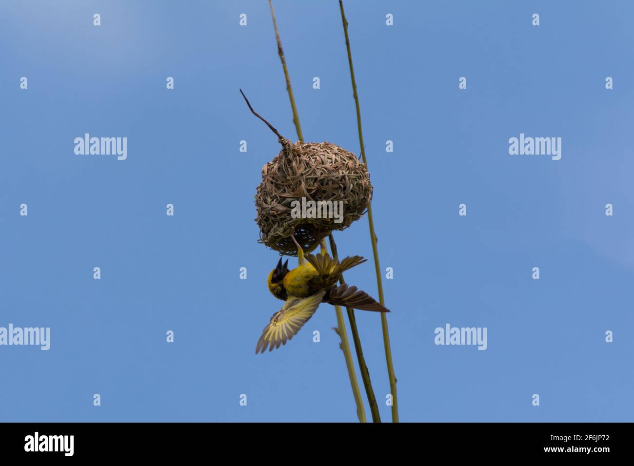 Ein Dorfweber (Ploceus cucullatus), der kopfüber auf seinem Nest hängt, das auf einer Palme in freier Wildbahn auf der Insel Mauritius errichtet wurde. Stockfoto
