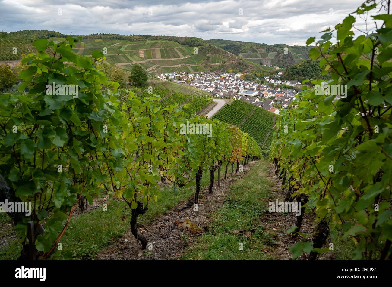 Ahrtal, Rheinland-Pfalz, Deutschland: Dorf Dernau von den Weinbergen entlang des Rotweinwanderweges aus gesehen Stockfoto