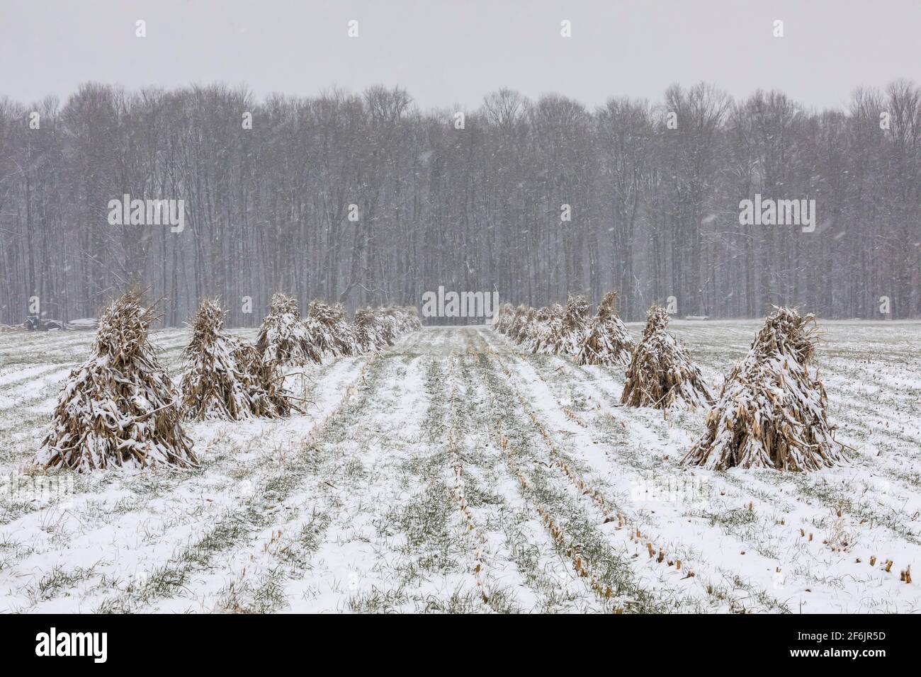 Amish-Bauern binden Maiskolben zusammen, um sie auf den Feldern im Zentrum von Michigan, USA, zu trocknen Stockfoto