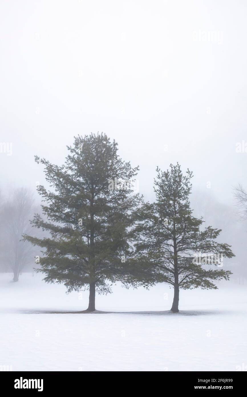 Eastern White Pine, Pinus Strobus, Bäume an einem nebligen Tag auf einem Golfplatz im Zentrum von Michigan, USA Stockfoto