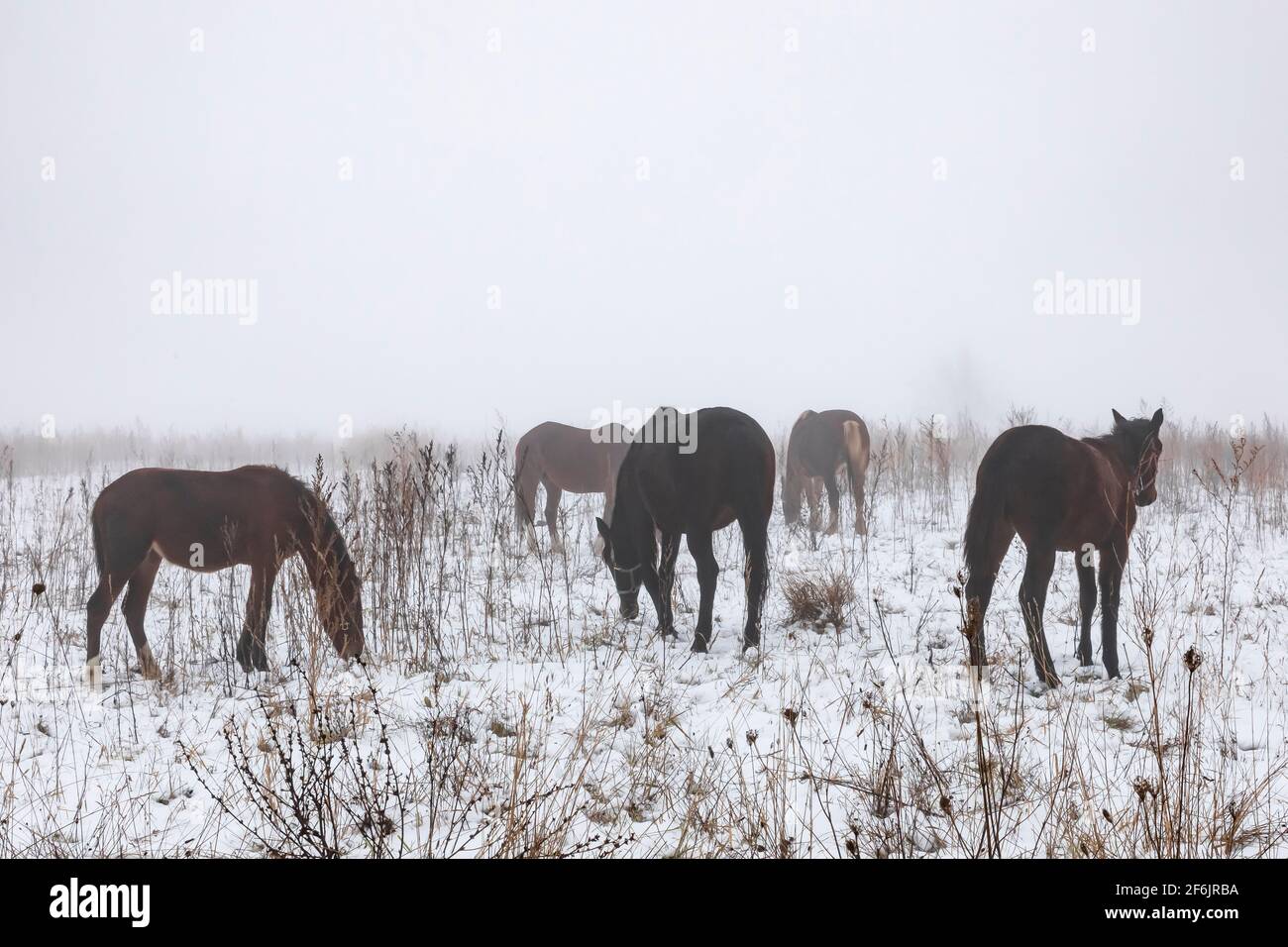 Amish arbeiten Pferde auf einer Weide im Zentrum von Michigan, USA Stockfoto