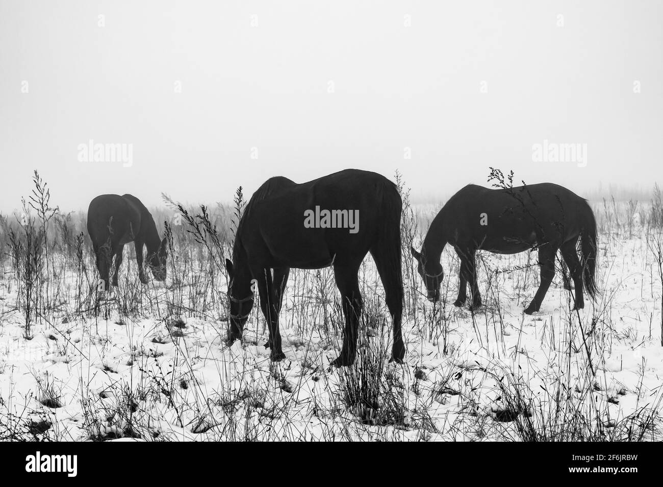 Amish arbeiten Pferde auf einer Weide im Zentrum von Michigan, USA Stockfoto