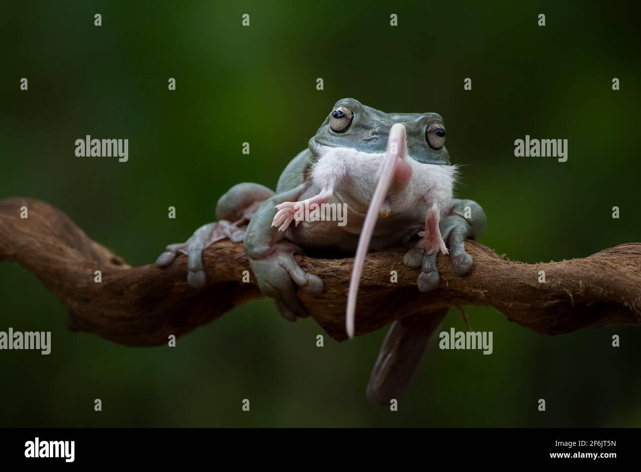 Die Maus ist nur einen Zentimeter kleiner als der Frosch. BEKSAI,  INDONESIEN: SCHOCKIERENDE Bilder zeigten den Moment, in dem ein drei-Zoll- Frosch eine zwei-Zoll-Maus WH verschluckte Stockfotografie - Alamy