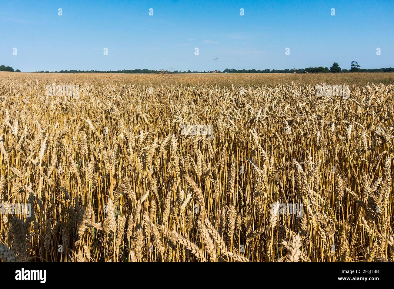 Spitzen auf Ackerland. Weizenfeld. Getreideanbau. Stockfoto