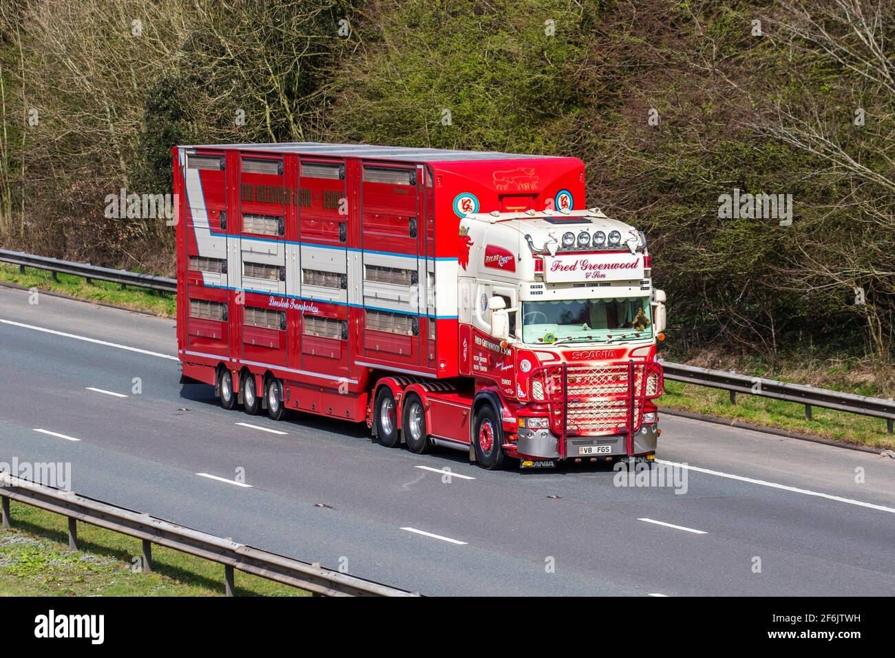 Fred Greenwood und Son Ltd Viehtransporter; Viehtransport, großer Lastwagen mit Schafen, Tierschutz, Tiertransport, Schafgeschäft, Lebenstransport, LKW Scania auf der Autobahn M6 UK Stockfoto