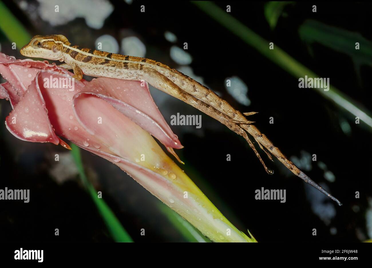 Der gemeine Basilisk (Basiliscus basiliscus) ist eine Eidechsenart aus der Familie der Corytophanidae. Stockfoto