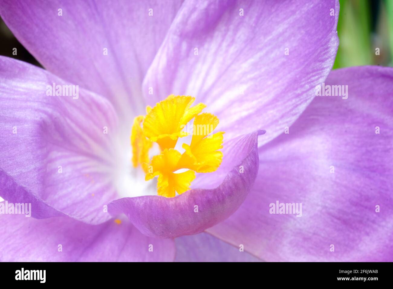crocus Blume Nahaufnahme Blüte und Blütenblätter selektiver Fokus Stockfoto