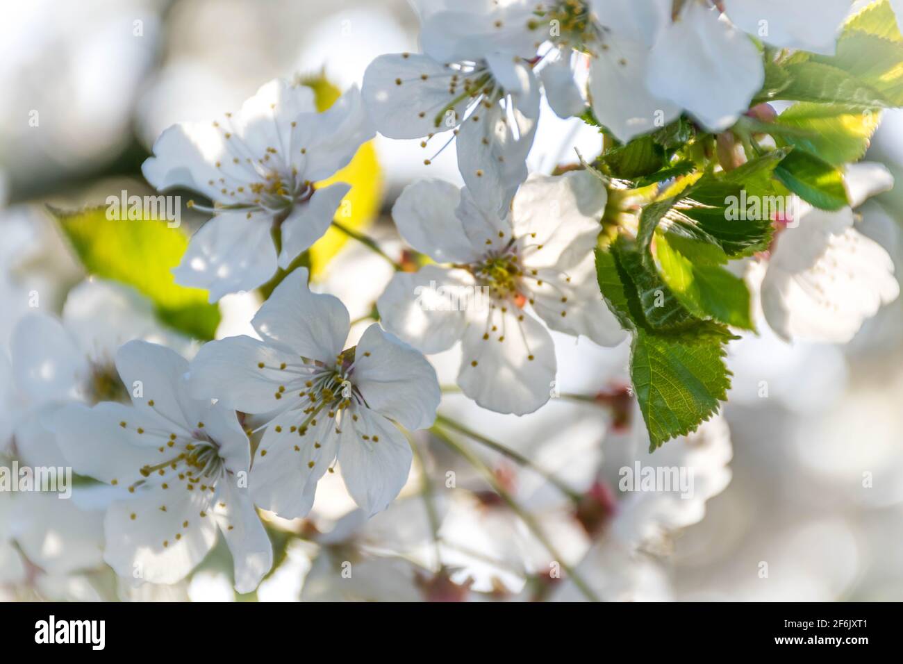 Zweig von weichen weißen Kirschblüten Stockfoto