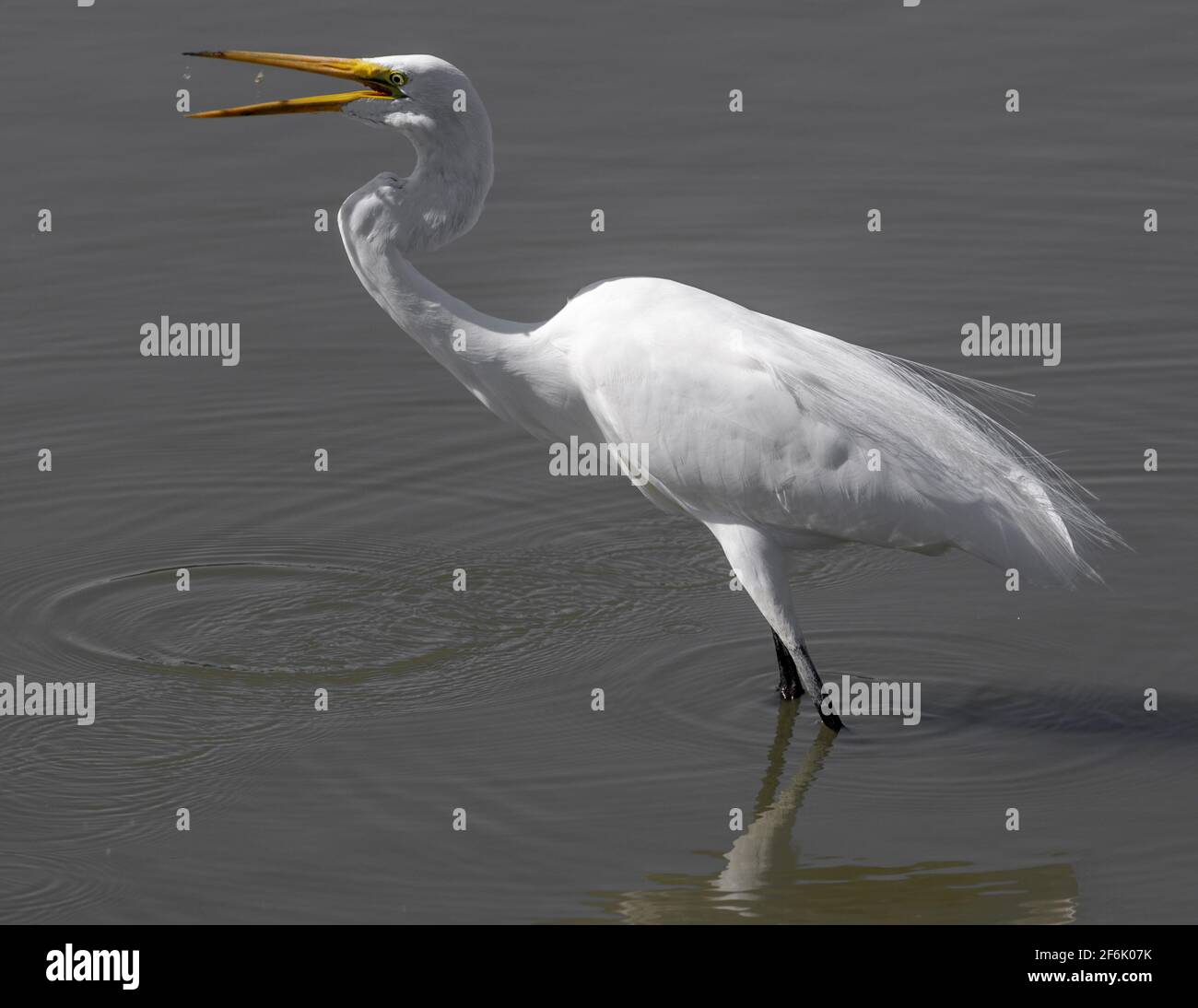 Großer Reiher, der Krustentiere fängt Stockfoto