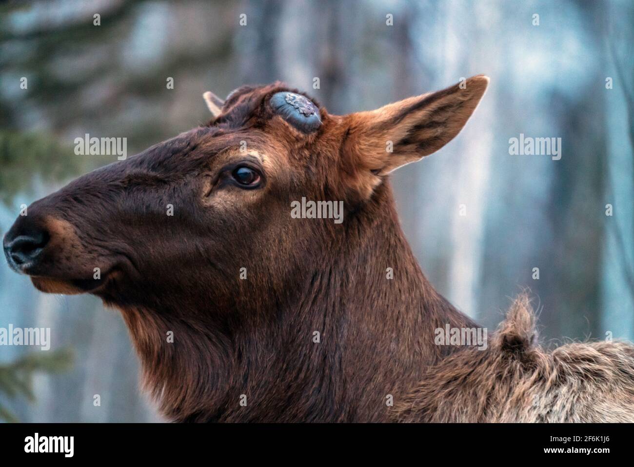 Wild Elk Saskatchewan Nahaufnahmen Kanada Stockfoto