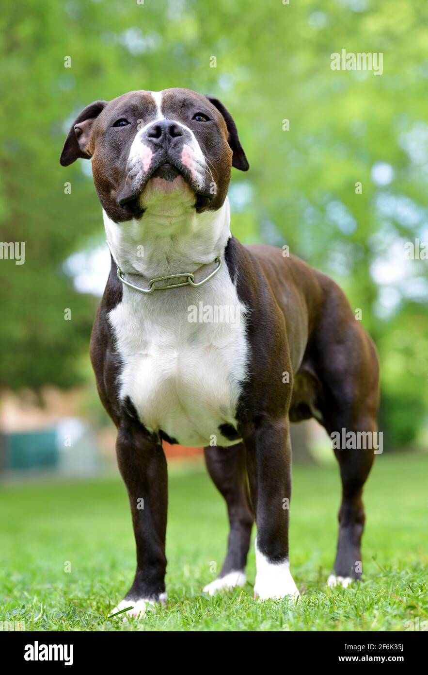 American staffordshire Terrier oder amstaff oder stafford. Porträt eines Hundes. Stockfoto