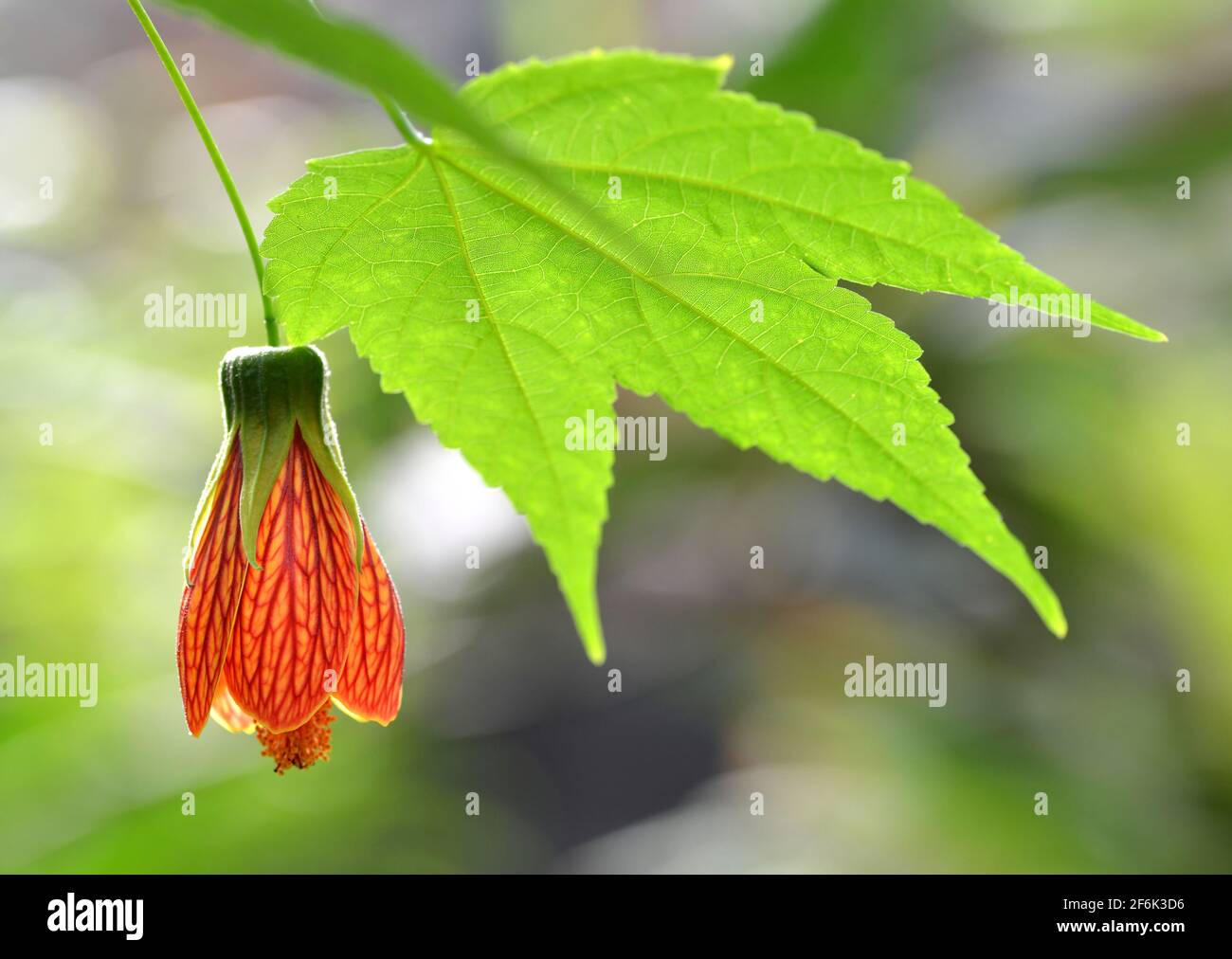 Blühende Rotvene abutilon ( Abutilon pictum ) oder indische Malche, chinesische Laterne mit grünem Blatt aus nächster Nähe. Stockfoto