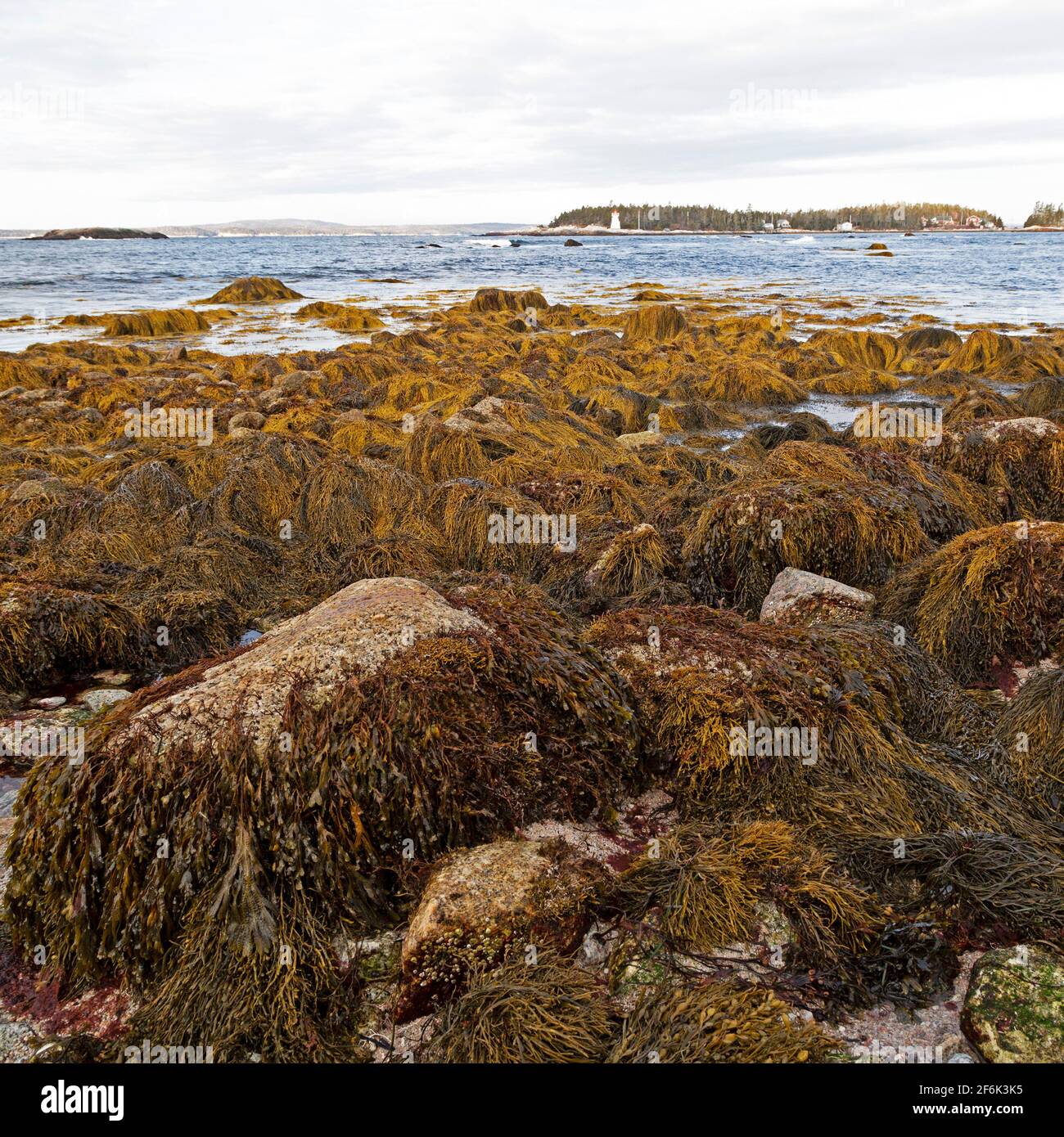 Algen auf Felsen am Indian Harbour in Nova Scotia, Kanada. Der Hafen öffnet sich zum Atlantischen Ozean. Stockfoto