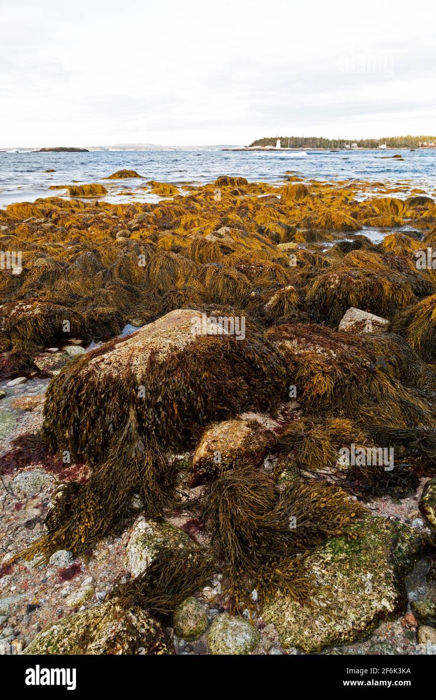 Algen auf Felsen am Indian Harbour in Nova Scotia, Kanada. Der Hafen öffnet sich zum Atlantischen Ozean. Stockfoto