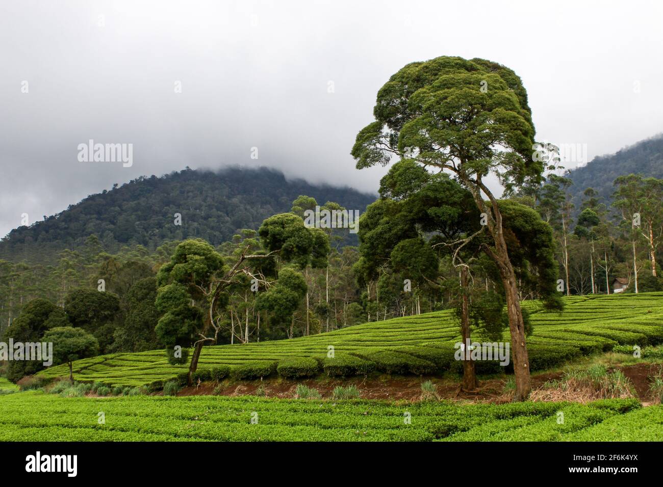 Ciwidey, Indonesien. April 2021. Blick auf die Teeplantage in Gambung. Das Forschungsinstitut für Tee und Cinchona (PPTK) Gambung produziert derzeit schwarzen und grünen Tee, der für den Export ins Ausland bereit ist. Das Forschungsinstitut für Tee und Cinchona (PPTK) Gambung produziert derzeit schwarzen und grünen Tee, der für den Export ins Ausland bereit ist. Kredit: SOPA Images Limited/Alamy Live Nachrichten Stockfoto