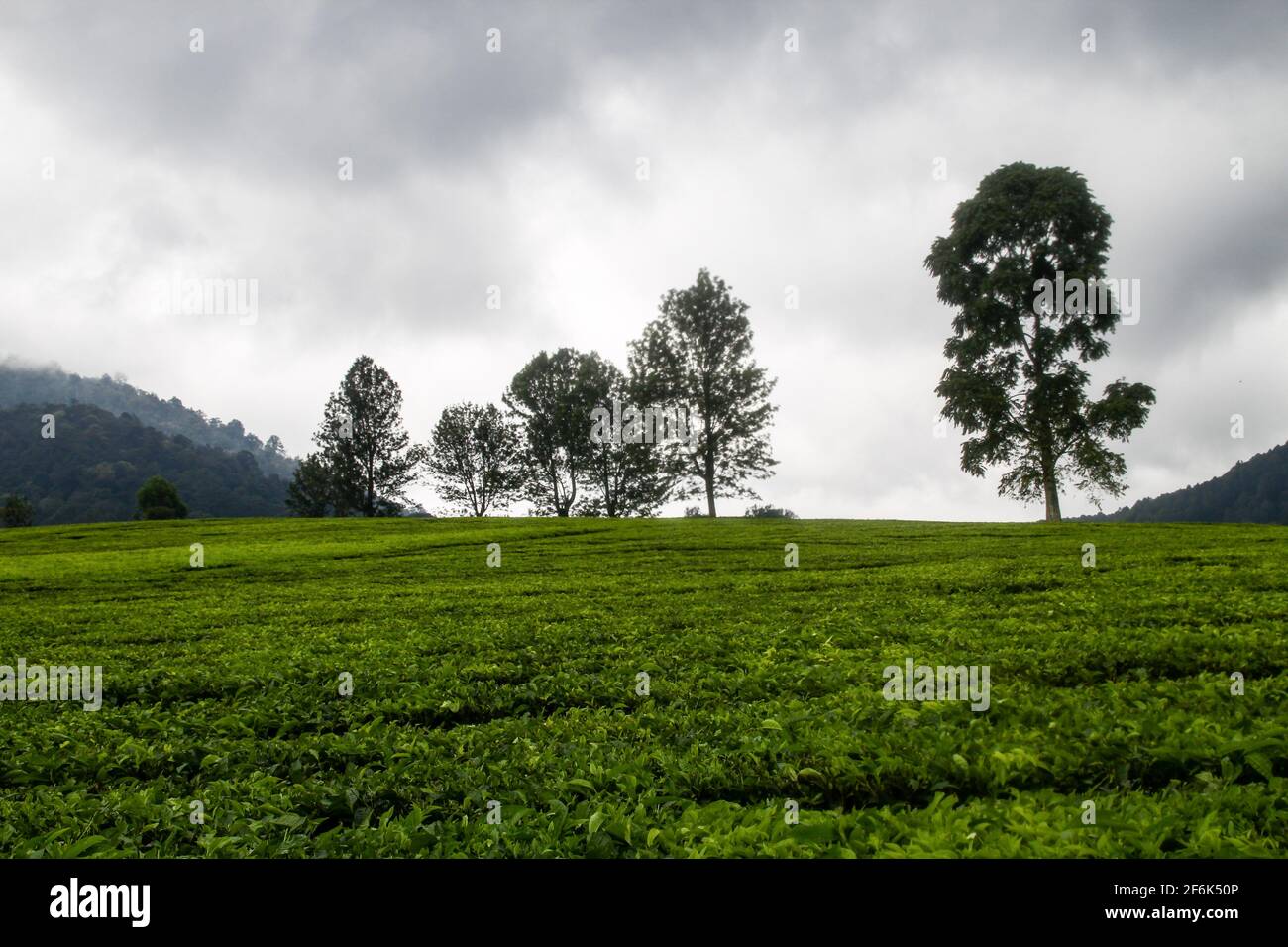 Ciwidey, Indonesien. April 2021. Blick auf die Teeplantage in Gambung. Das Forschungsinstitut für Tee und Cinchona (PPTK) Gambung produziert derzeit schwarzen und grünen Tee, der für den Export ins Ausland bereit ist. Das Forschungsinstitut für Tee und Cinchona (PPTK) Gambung produziert derzeit schwarzen und grünen Tee, der für den Export ins Ausland bereit ist. Kredit: SOPA Images Limited/Alamy Live Nachrichten Stockfoto