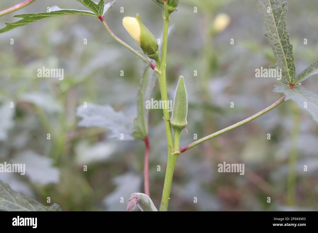 Lady Fingers Pflanze wächst im Hausgarten, frisches Okra Gemüse und Lady Fingers Baum grün im Feld auf dem Hintergrund. Stockfoto