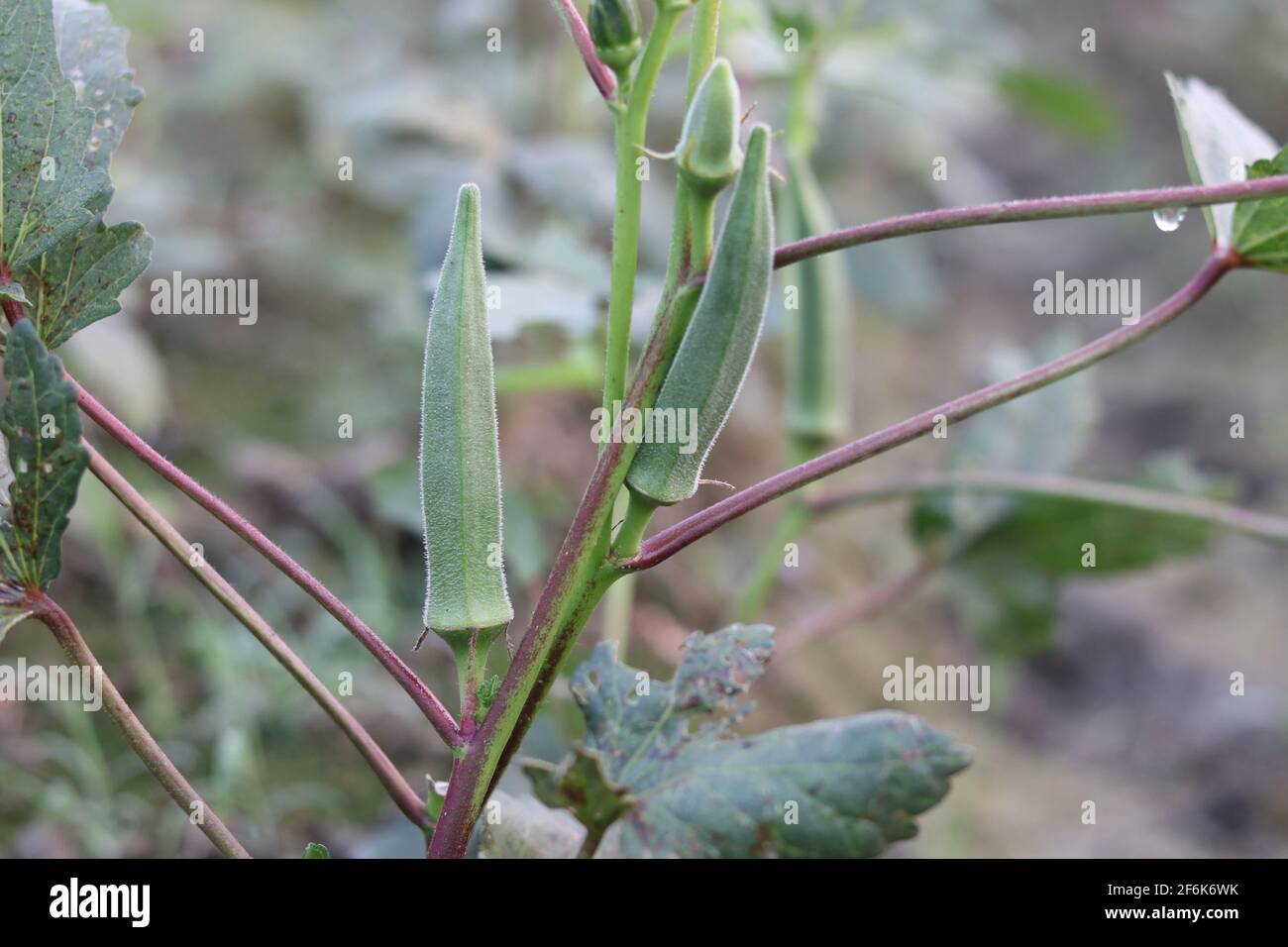 Lady Fingers Pflanze wächst im Hausgarten, frisches Okra Gemüse und Lady Fingers Baum grün im Feld auf dem Hintergrund. Stockfoto