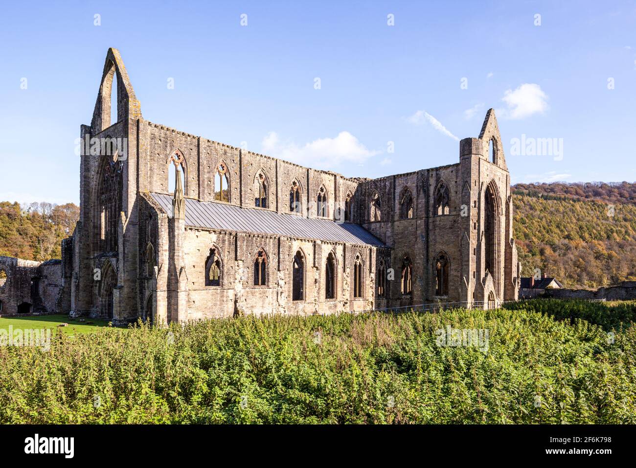 Tintern Abbey, eine Zisterzienserabtei aus dem 12. Jahrhundert am Ufer des Flusses Wye in Tintern, Monmouthshire, Wales, Großbritannien Stockfoto