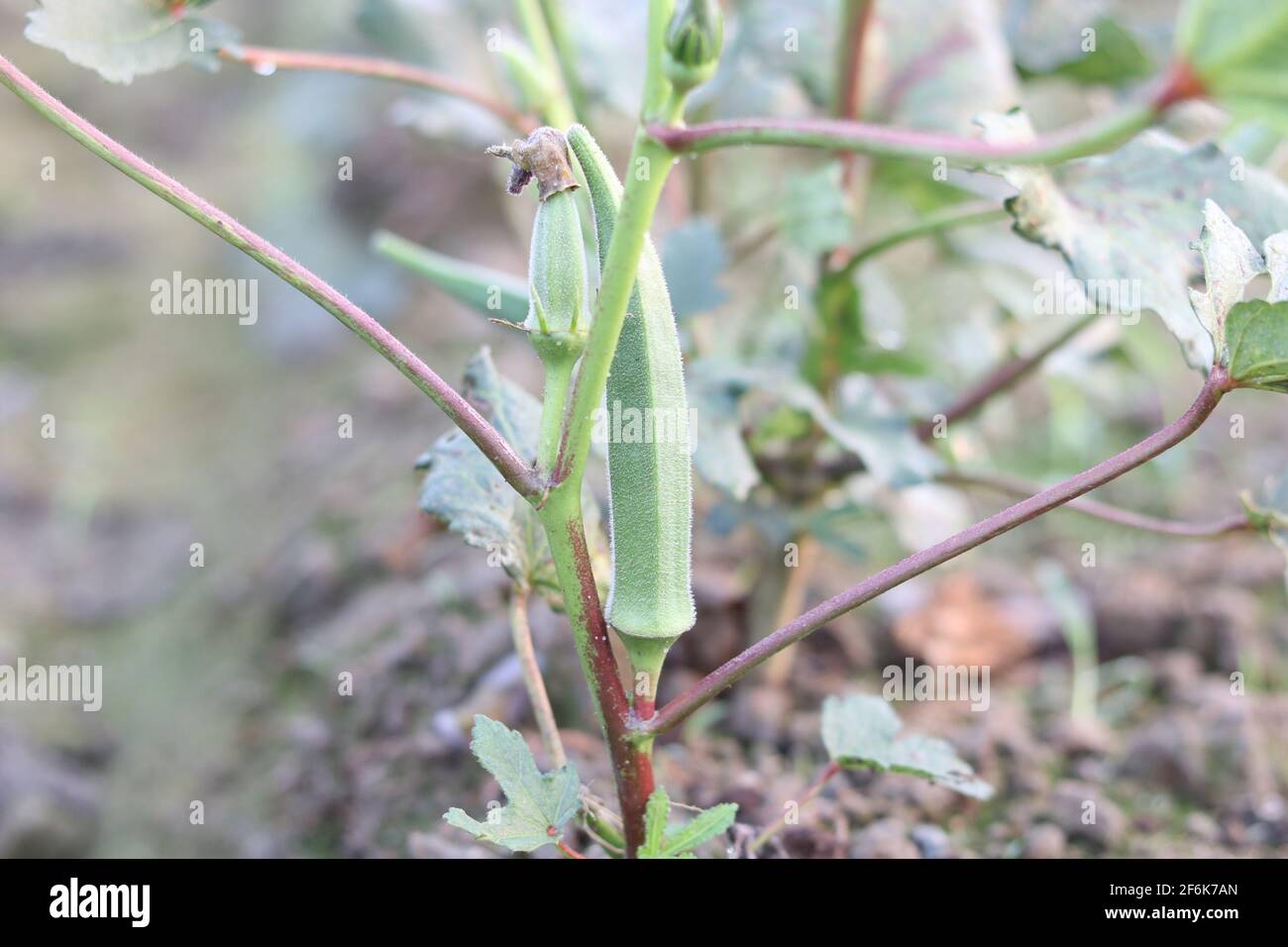 Lady Fingers Pflanze wächst im Hausgarten, frisches Okra Gemüse und Lady Fingers Baum grün im Feld auf dem Hintergrund. Stockfoto