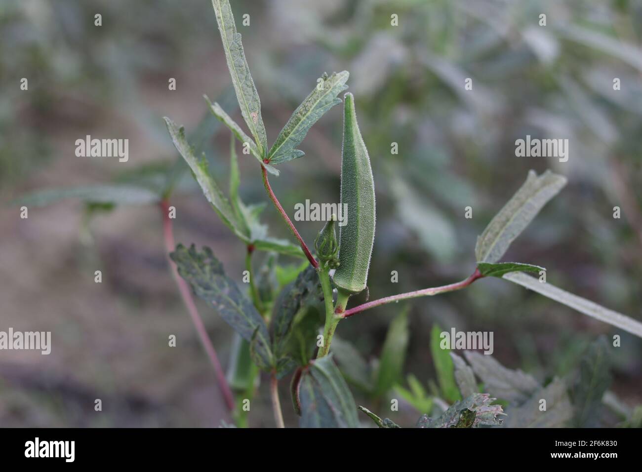 Lady Fingers Pflanze wächst im Hausgarten, frisches Okra Gemüse und Lady Fingers Baum grün im Feld auf dem Hintergrund. Stockfoto