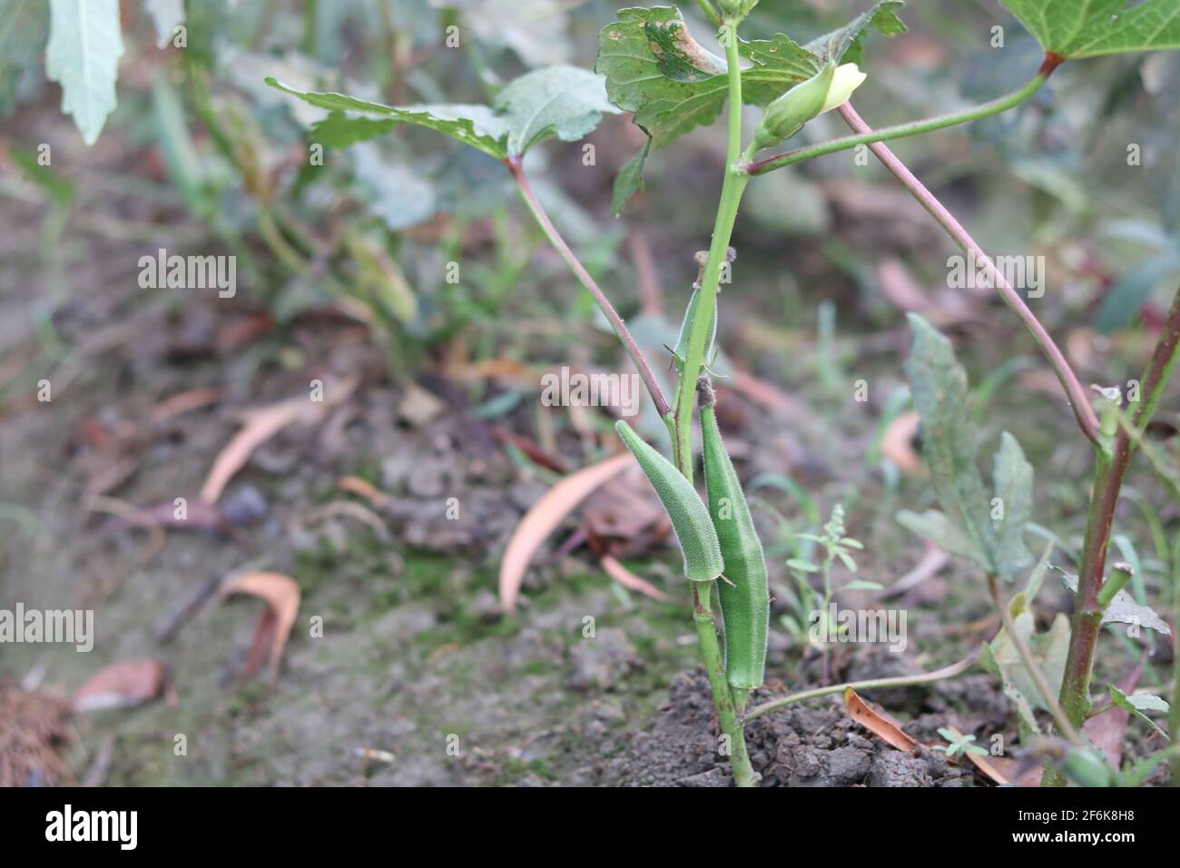 Lady Fingers Pflanze wächst im Hausgarten, frisches Okra Gemüse und Lady Fingers Baum grün im Feld auf dem Hintergrund. Stockfoto