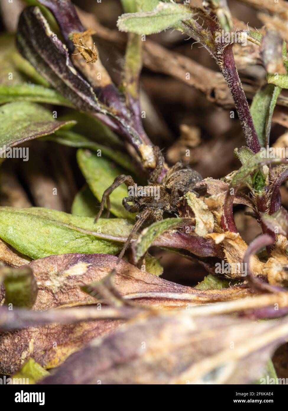 Wolf Spider versteckt sich im Unterholz. Sp Paradosa Stockfoto