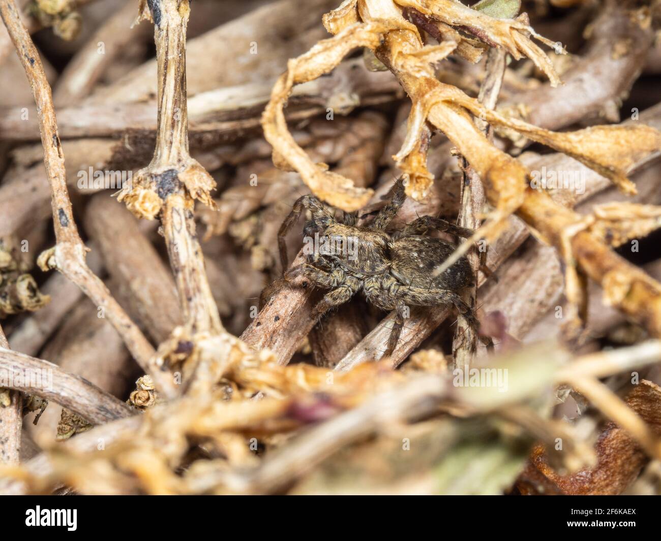 Wolf Spider versteckt sich im Unterholz. Sp Paradosa Stockfoto