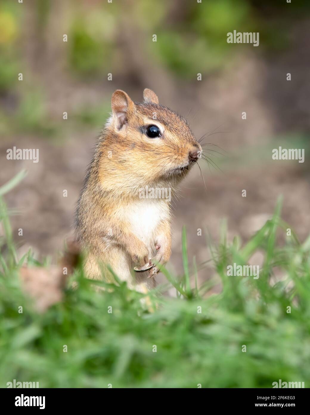 Chipmunk steht in einem Garten mit Wangen voller Samen Stockfoto