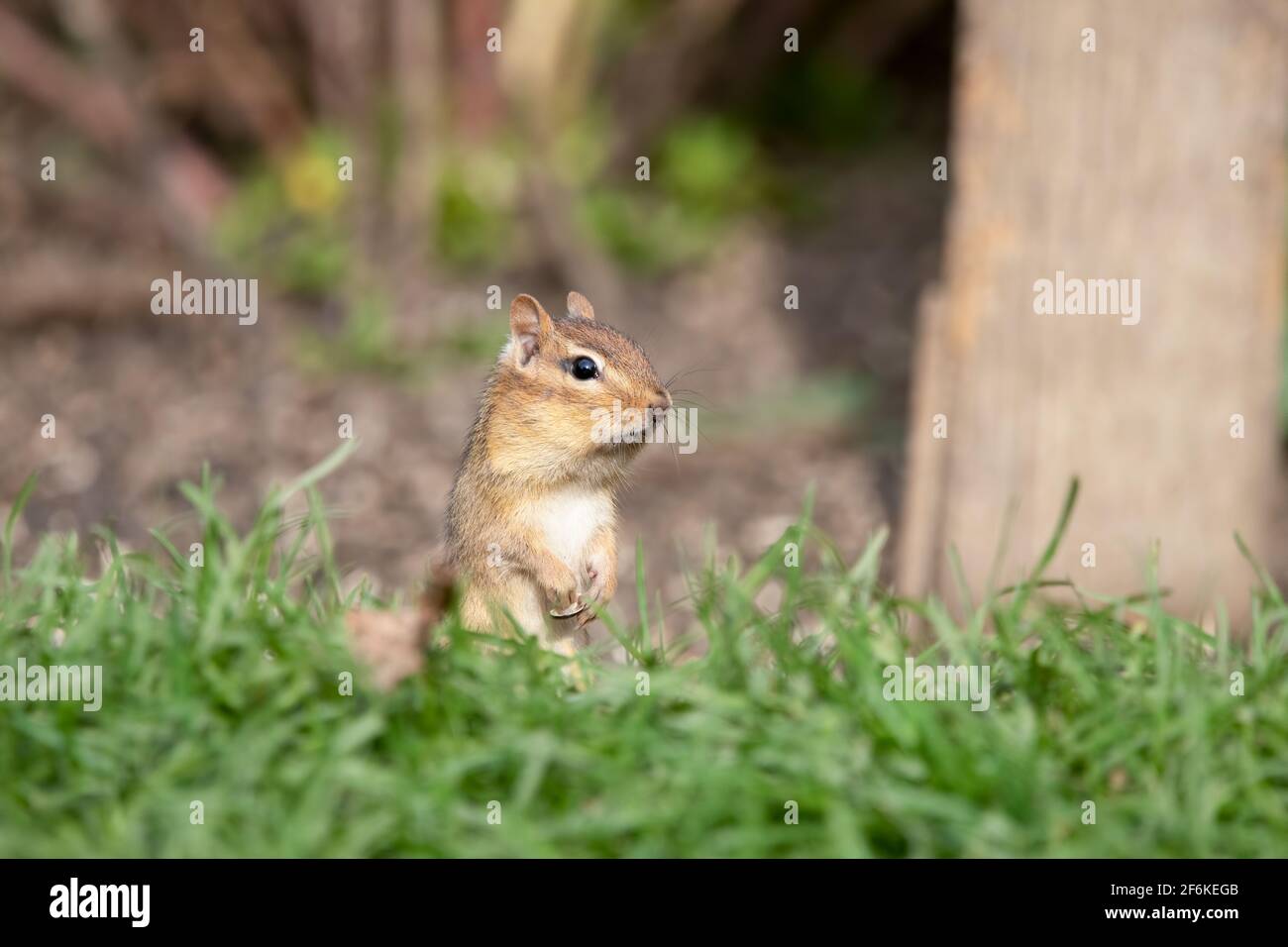Chipmunk steht in einem Garten mit Wangen voller Samen Stockfoto