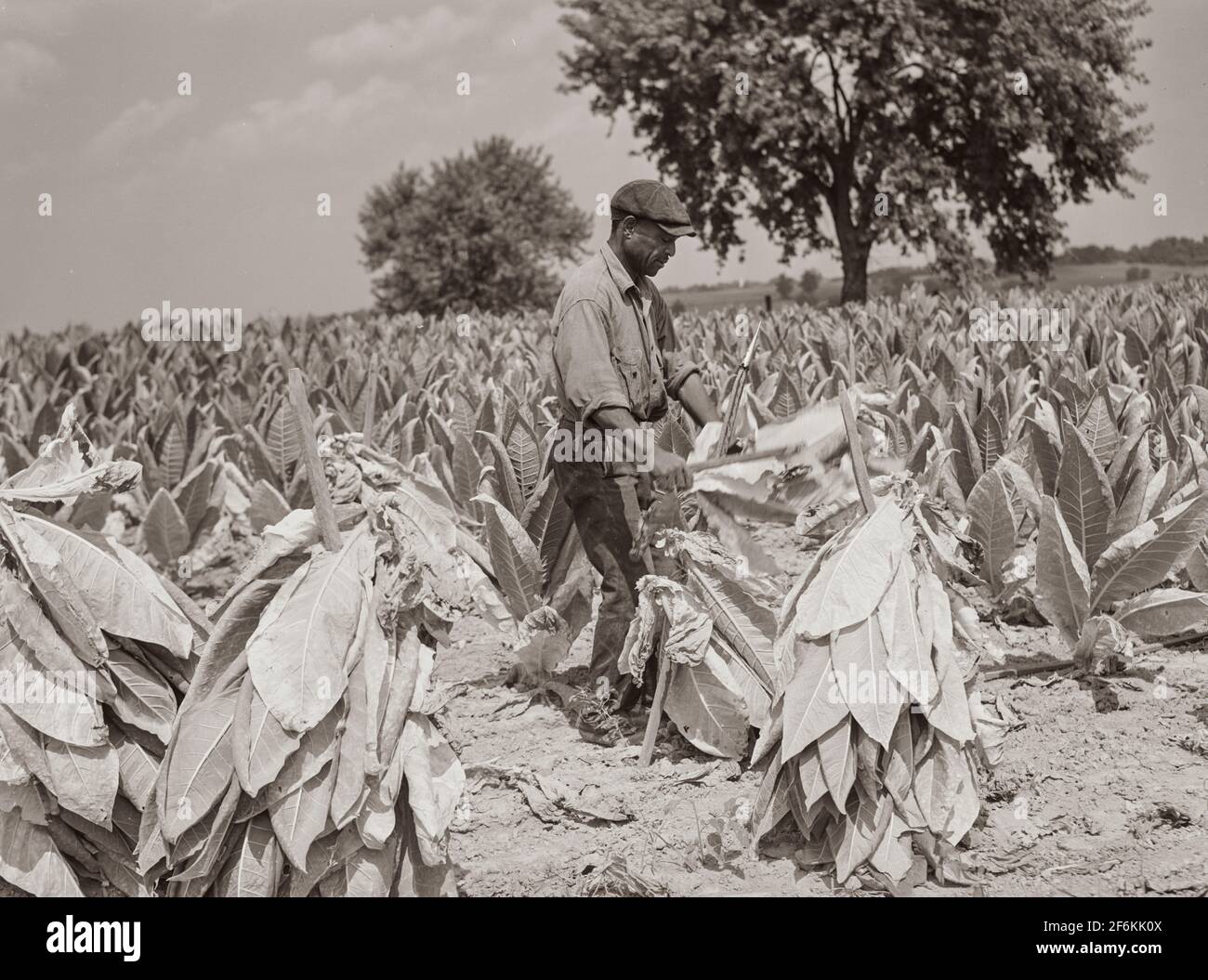 Schneiden von burley-Tabak und legen Sie es auf Stäbchen zu welken, bevor sie in Aushärtung und Trocknung Scheune. Russell Spears Farm, in der Nähe von Lexington, Kentucky. 1940. Stockfoto