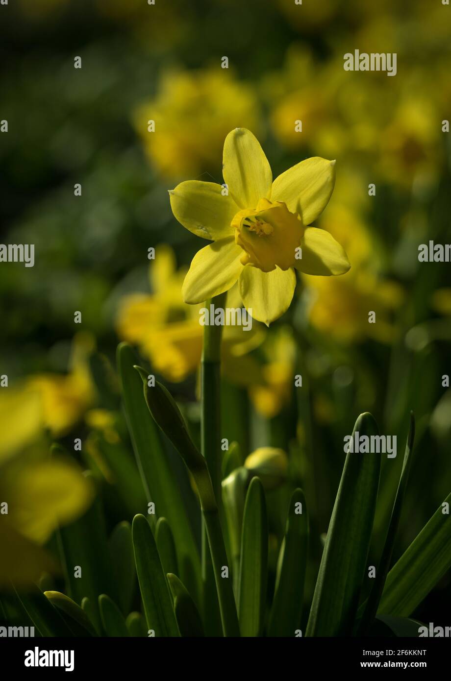 Eine Nahaufnahme von Narzissen im Frühjahr 2021 mit schönem Bokeh Stockfoto