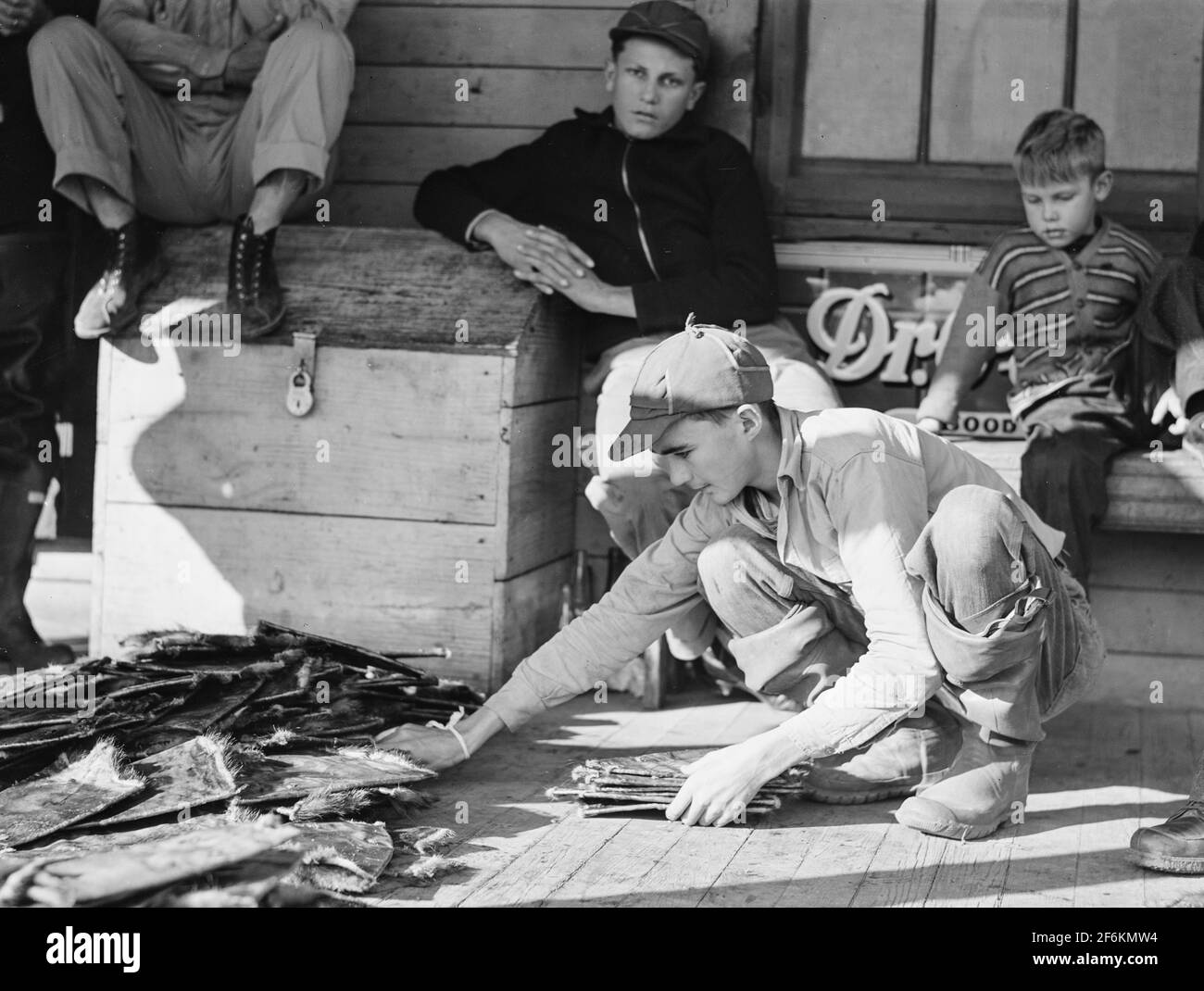Grading Bisamratten, während Pelzkäufer und spanische Trapper während des Auktionsverkaufs auf der Veranda des Gemeinschaftsladens in Saint Bernard, Louisiana, schauen. 1941. Stockfoto