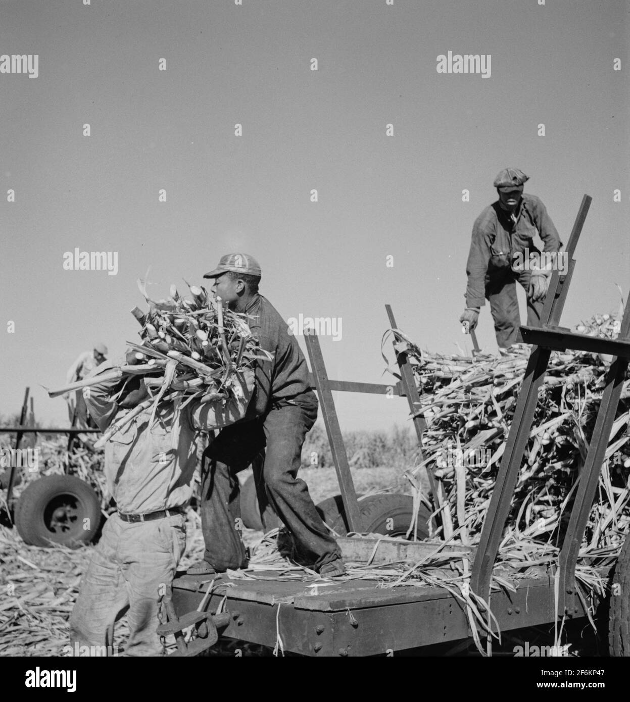 Geschnittenes Zuckerrohr, das für die USSC (United States Sugar Corporation) zu den LKWs transportiert wird. Clewiston, Florida. 1939. Stockfoto