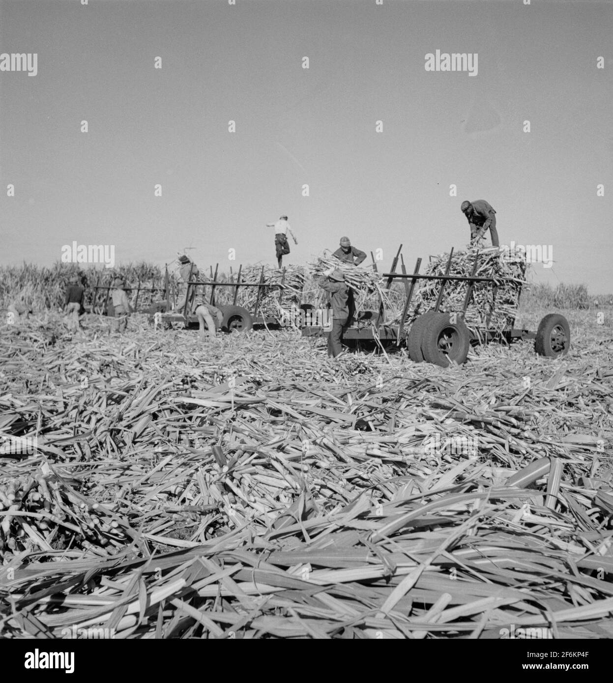 Geschnittenes Zuckerrohr, das für die USSC (United States Sugar Corporation) zu den LKWs transportiert wird. Clewiston, Florida. 1939. Stockfoto
